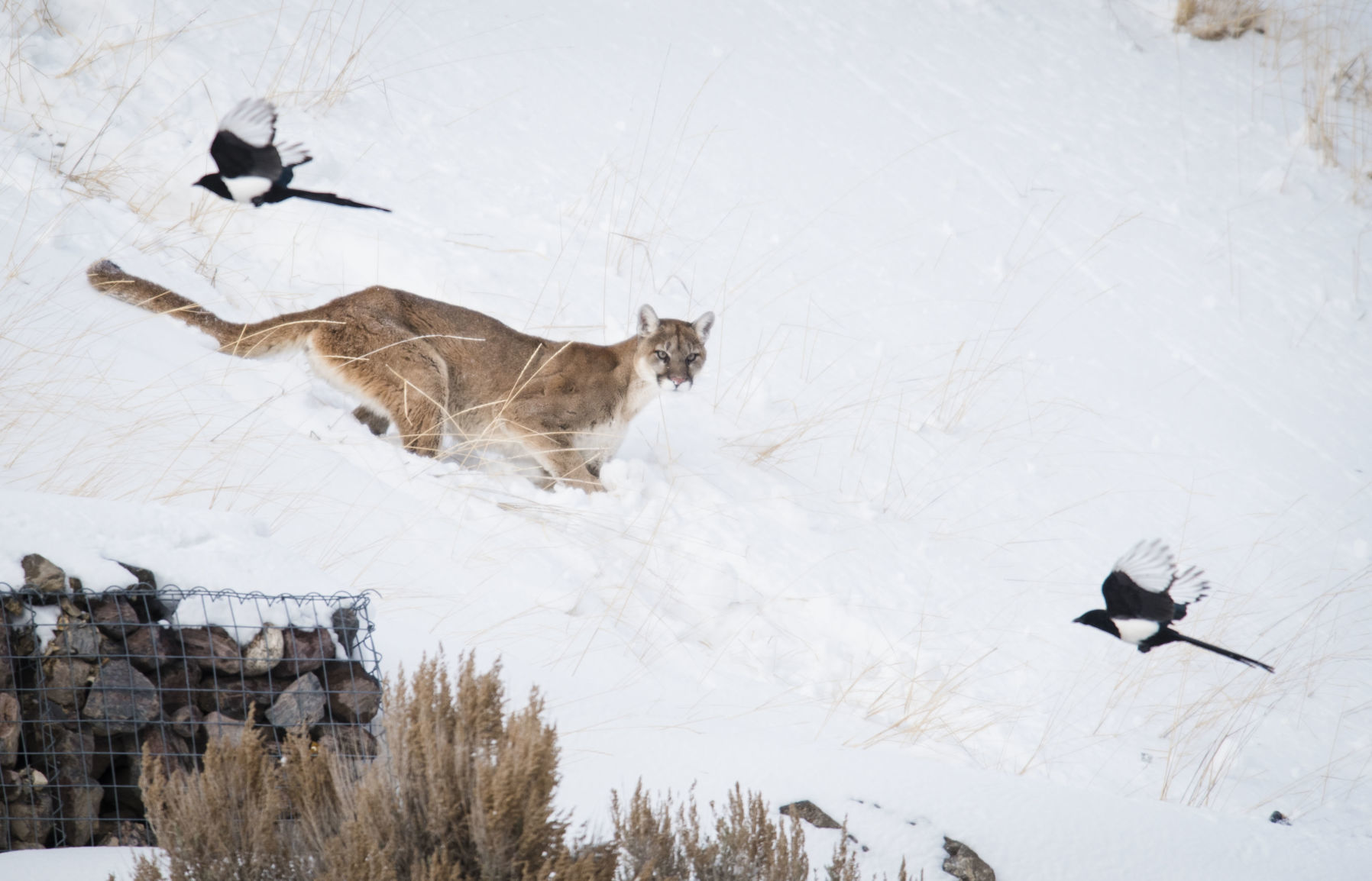 Mountain lion High School Butte
